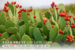 Cây Lưỡi Long: "Vàng Xanh" Trên Cát Nóng & Đặc Sản Xứ Nẫu