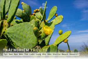 Cây Lưỡi Long: "Vàng Xanh" Trên Cát Nóng & Đặc Sản Xứ Nẫu