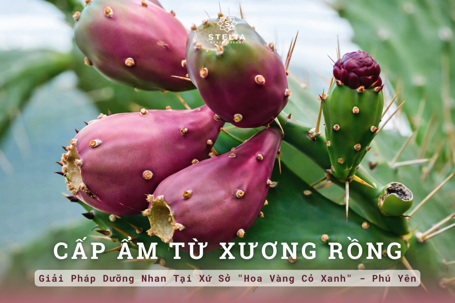 Bí Mật Cấp Ẩm Cho Da Khô Từ Xương Rồng: "Vàng Xanh" Trên Cát Nóng & Giải Pháp Dưỡng Nhan Tại Xứ Sở "Hoa Vàng Cỏ Xanh"