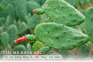Giải mã khoa học - Tại sao Xương Rồng là "bậc thầy" trữ nước?