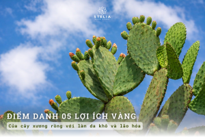 5 Lợi ích "vàng" của Xương Rồng đối với làn da khô và lão hóa