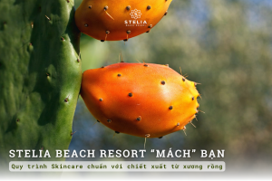 Hướng dẫn quy trình Skincare chuẩn với chiết xuất Xương Rồng