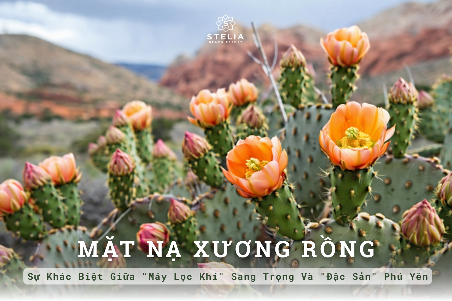 Cách Làm Mặt Nạ Xương Rồng Tươi Tại Nhà: Bí Quyết "Da Căng Bóng" Chuẩn Spa Từ Chuyên Gia Stelia Beach Resort