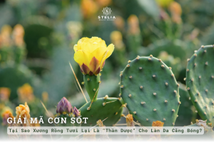 Giải Mã Cơn Sốt: Tại Sao Xương Rồng Tươi Lại Là "Thần Dược" Cho Làn Da Căng Bóng?
