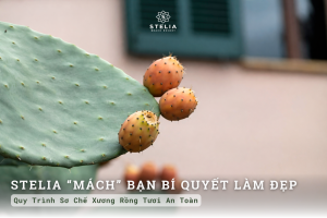 Quy Trình Sơ Chế Xương Rồng Tươi An Toàn 