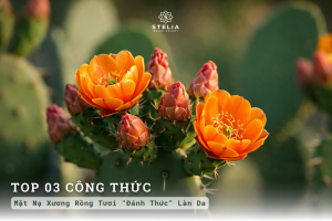 Top 3 Công Thức Mặt Nạ Xương Rồng Tươi "Đánh Thức" Làn Da