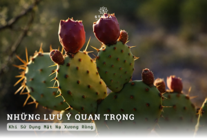 Những Lưu Ý "Sống Còn" Khi Sử Dụng Mặt Nạ Xương Rồng