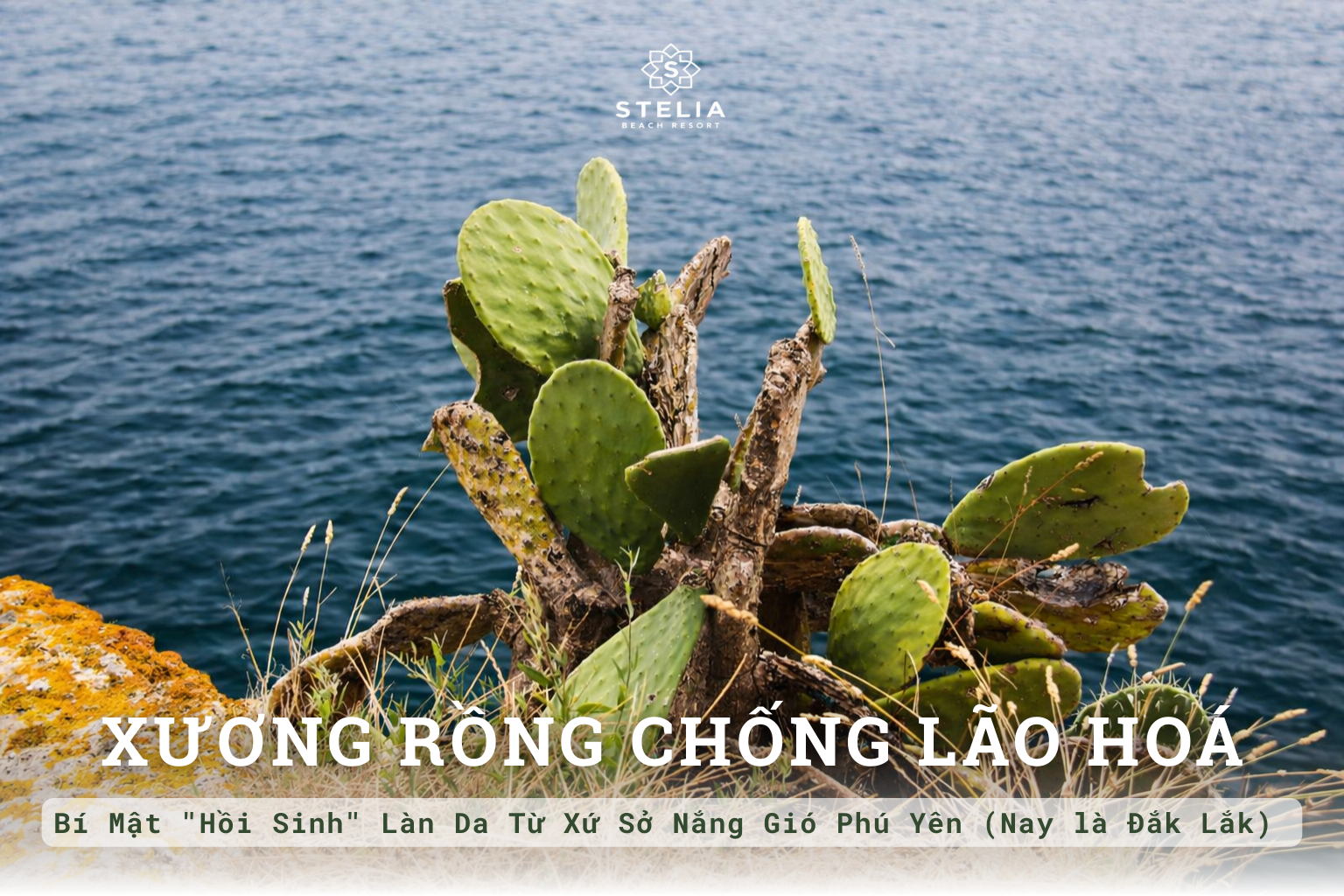 Xương Rồng Chống Lão Hóa: Bí Mật "Hồi Sinh" Làn Da Từ Xứ Sở Nắng Gió Phú Yên (Nay là Đắk Lắk)
