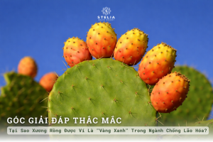Tại Sao Xương Rồng Được Ví Là "Vàng Xanh" Trong Ngành Chống Lão Hóa?