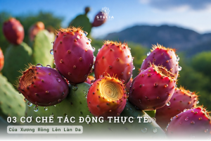 Ba Cơ Chế Tác Động Thực Tế Của Xương Rồng Lên Làn Da