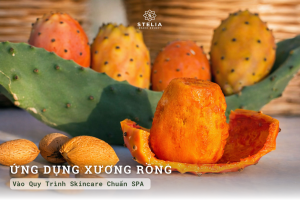 Ứng Dụng Xương Rồng Vào Quy Trình Skincare Chuẩn Spa