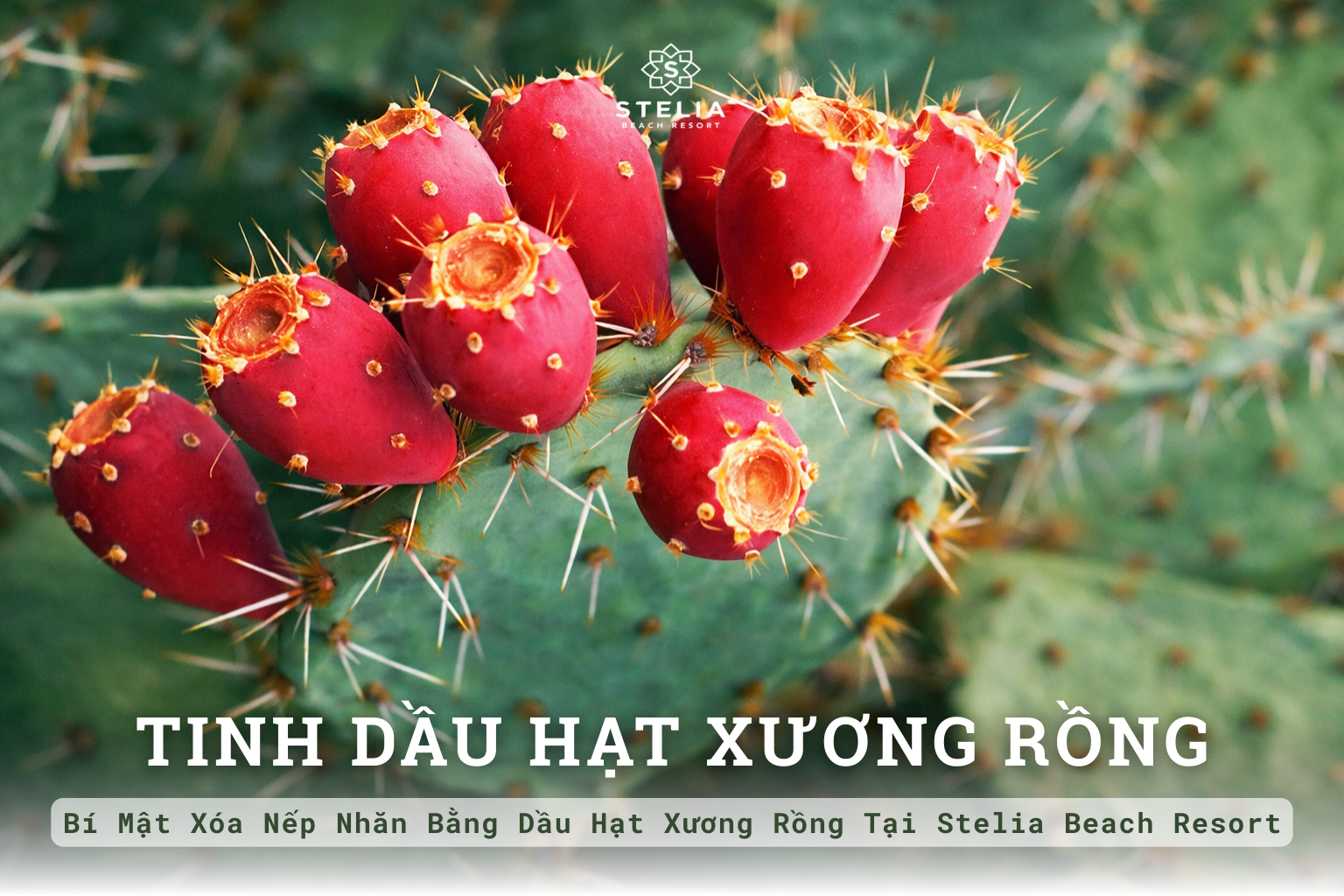 Tinh Dầu Hạt Xương Rồng: Bí Mật Xóa Nếp Nhăn Bằng Dầu Hạt Xương Rồng Tại Stelia Beach Resort