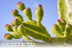 Dầu hạt xương rồng - "Vua" của các loại dầu chống lão hóa