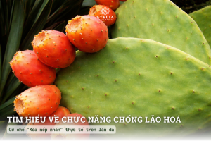 Cơ chế "Xóa nếp nhăn" thực tế trên làn da