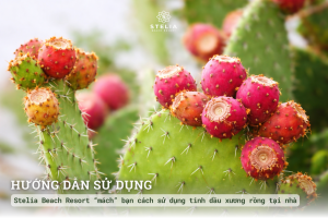 Hướng dẫn sử dụng Dầu hạt xương rồng tại nhà