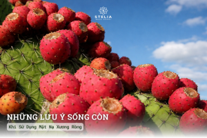 Những Lưu Ý "Sống Còn" Khi Sử Dụng Mặt Nạ Xương Rồng