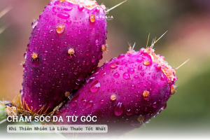 Chăm Sóc Da Mụn Từ Gốc: Khi Thiên Nhiên Là Liều Thuốc Tốt Nhất