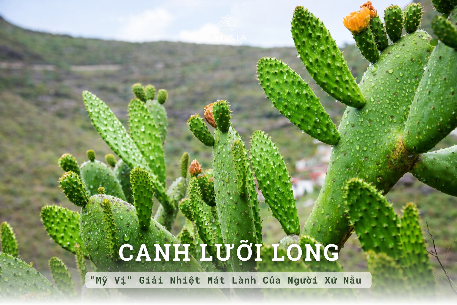 Canh Lưỡi Long: "Mỹ Vị" Giải Nhiệt Mát Lành Của Người Xứ Nẫu