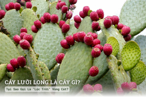 Cây Lưỡi Long Là Cây Gì? Tại Sao Gọi Là "Lộc Trời" Vùng Cát?