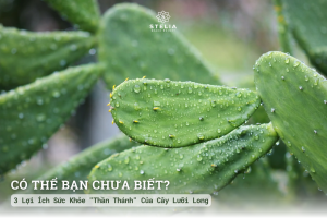 3 Lợi Ích Sức Khỏe "Thần Thánh" Của Cây Lưỡi Long