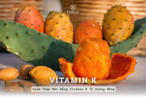 Giảm Thâm Mắt Bằng Vitamin K Xương Rồng: Giải Pháp Khoa Học "Hồi Sinh" Cửa Sổ Tâm Hồn