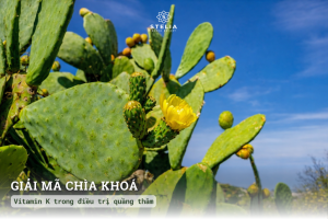 Giải mã "Chìa khóa" Vitamin K trong điều trị quầng thâm