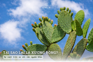 Tại sao lại là Xương Rồng? Sự vượt trội so với các nguồn khác