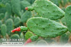 Ba lợi ích kép: Không chỉ là giảm thâm