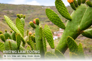 Những lầm tưởng về trị thâm mắt bằng thiên nhiên