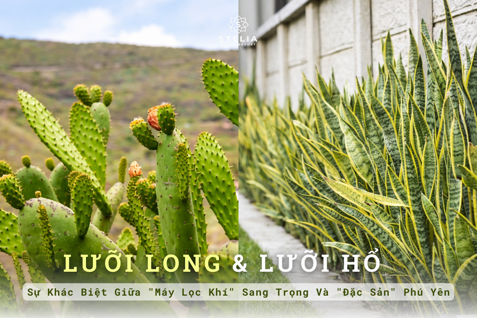 Cây Lưỡi Long và Cây Lưỡi Hổ: Sự Khác Biệt Giữa "Máy Lọc Khí" Sang Trọng Và "Đặc Sản" Phú Yên