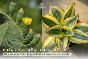 Bảng So Sánh Nhanh: Phân Biệt Cây Lưỡi Long và Lưỡi Hổ Trong 3 Giây