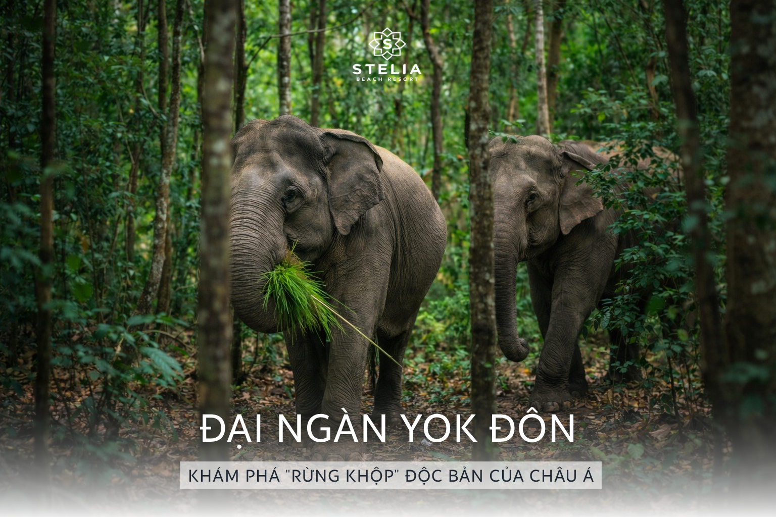 Hành Trình Di Sản_ Từ Biển Xanh Tuy Hòa Đến Đại Ngàn Yok Đôn – Khám Phá _Rừng Khộp_ Độc Bản Của Châu Á