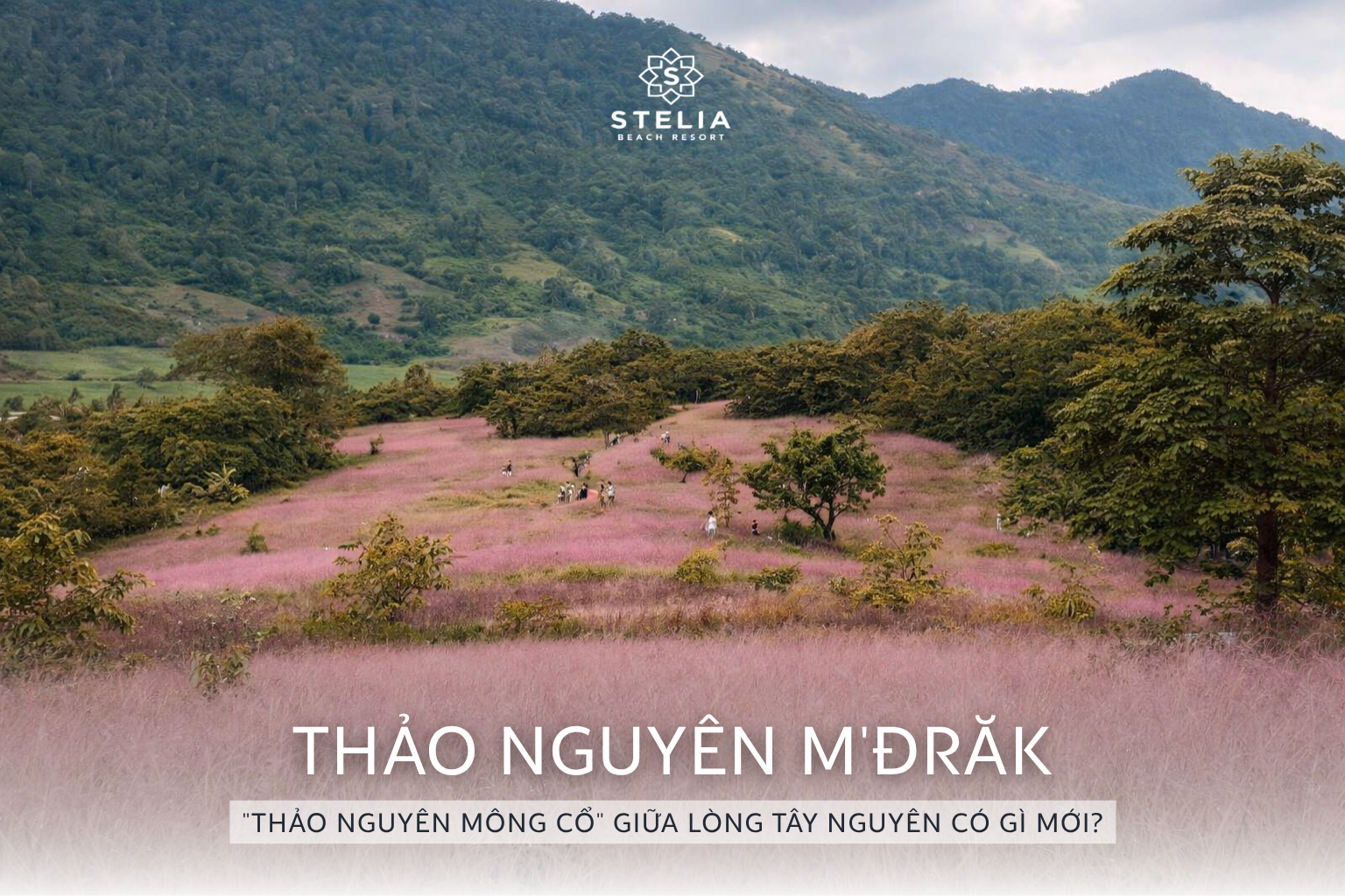 Kinh nghiệm đi M'Đrăk 2026: "Thảo nguyên Mông Cổ" giữa lòng Tây Nguyên có gì mới?